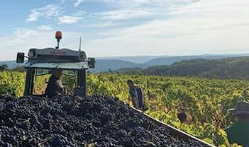 Domaine Alexandre Cep - Vineyard