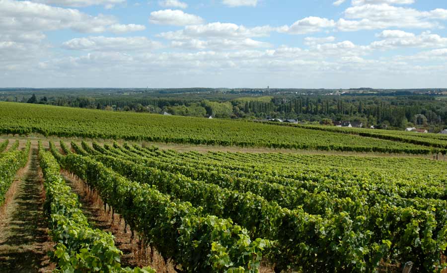 Caves du Père Auguste - Vineyard