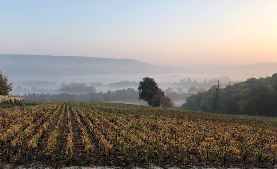 Champagne Le Gallais - Marne Valley - Vines