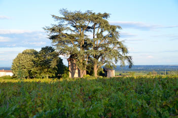 Château des Bachelards - Beaujolais - Vineyard