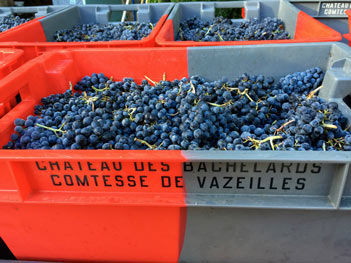 Château des Bachelards - Beaujolais - Harvest