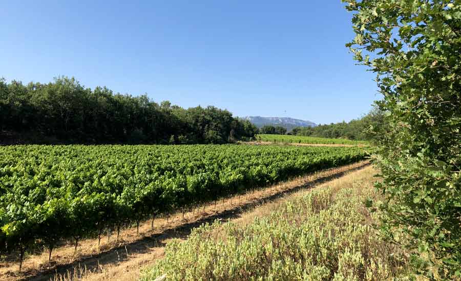 Château Lafoux - Domaine à Tourves, Provence