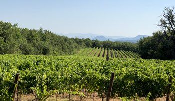 Château Lafoux - Vineyard in Provence