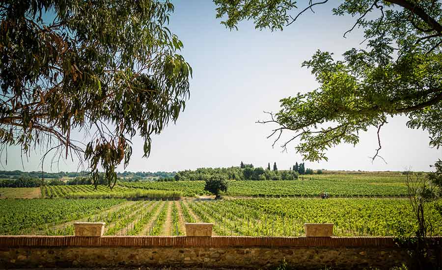 Chateau Montana - Roussillon - Vineyard