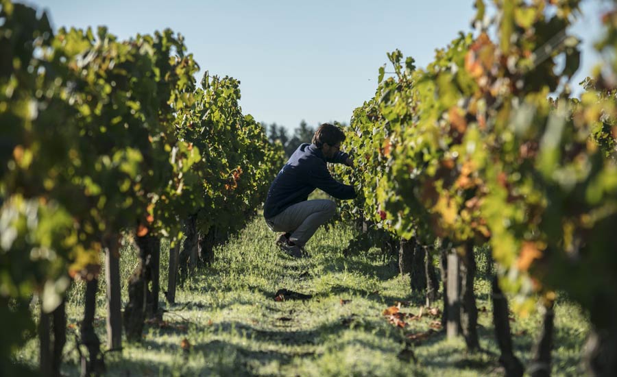 Château Paloumey - Médoc - Vines