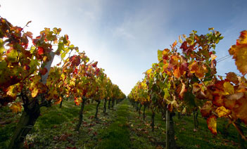 Château Paloumey - Vineyard