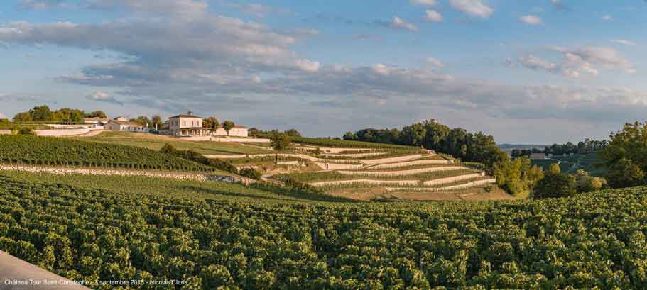 Château Tour Saint Christophe - Vignoble