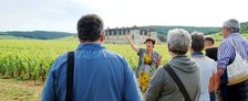 Clos de Bourgogne - Vineyard guided tour