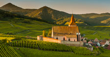 Strolling in the Alsatian vineyard