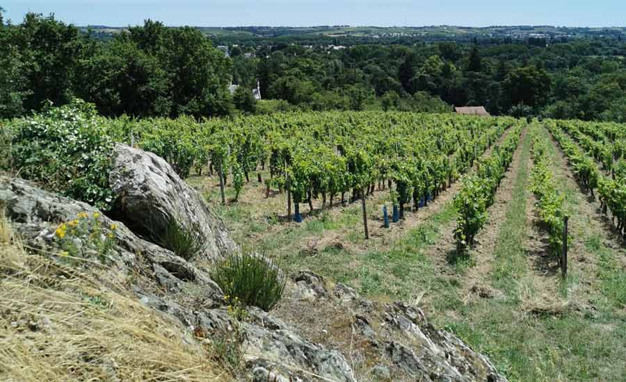 Domaine Fournier Longchamps - Loire - Terroir