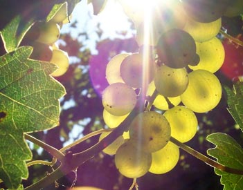 Domaine à Lafitte - Gers - Armagnac grapes
