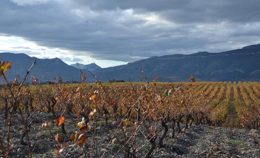 Domaine Bertrand-Bergé - Languedoc-Roussillon - Vignoble