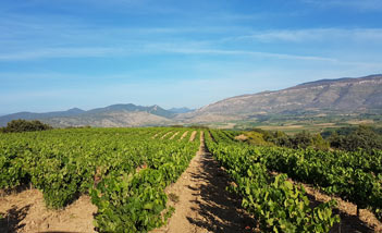 Domaine Bertrand-Bergé - Languedoc-Roussillon - Vignes