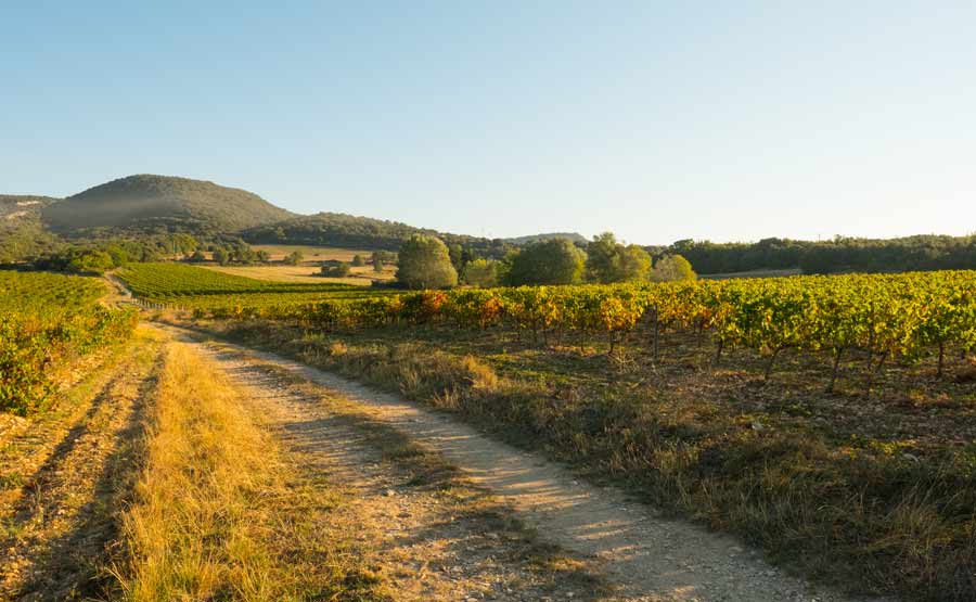 Domaine de Grangeneuve - Grignan-les-Adhémar