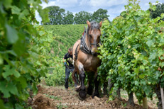 Domaine de la Noblaie