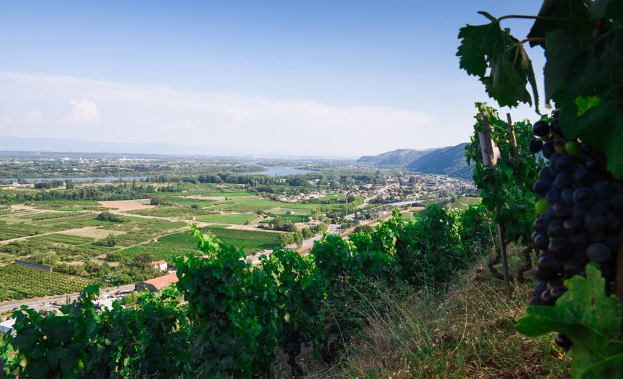 Domaine de la Ville Rouge - Vallée du Rhône - Crozes-Hermitage