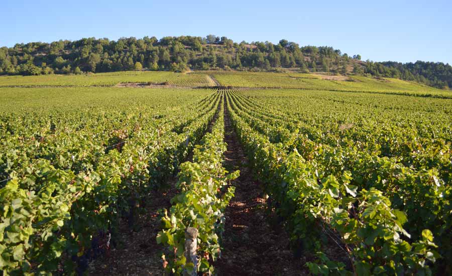 Domaine Debray - Bourgogne - Beaune