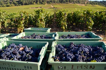 Domaine Debray - Beaune - Harvest