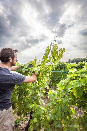 Domaine des Roches Neuves - Thierry Germain - Loire