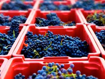 Domaine du Deffends - Provence - Grapes