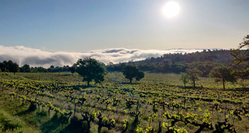 Domaine du Deffends - Provence - Vignoble