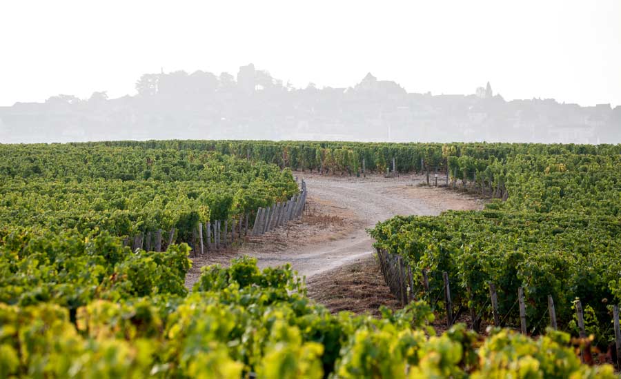 Domaine Hubert-Brochard - Domaine en Loire