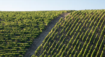 Domaine Hubert-Brochard - Vigne