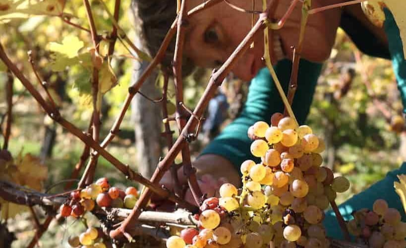 Domaine de la Grezille - Vignes, raisins