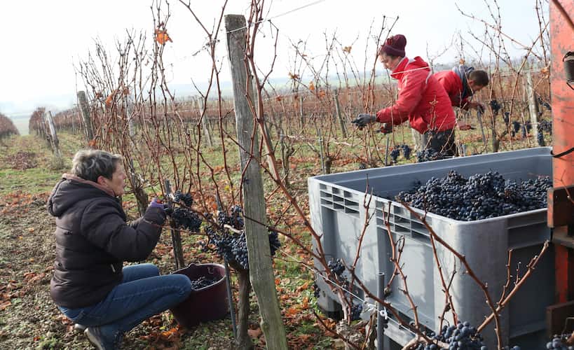 Domaine de la Grezille - Vendanges