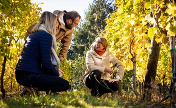 Domaine Meyer-Krumb - Alsace - Winemaker