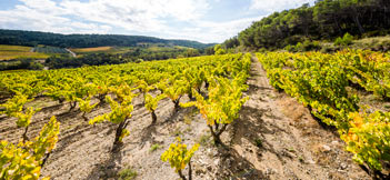 Vignoble du domaine de Montine