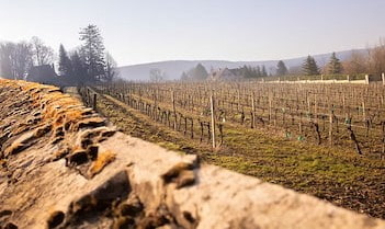 Domaine Montmain - Vineyard