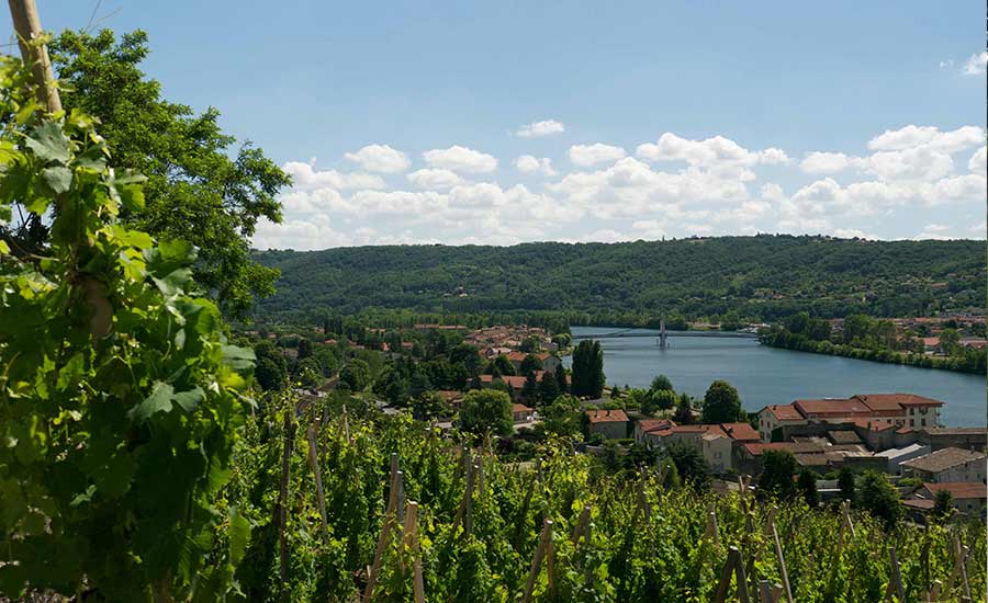 Domaine Niero - Rhône - Condrieu