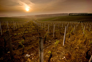 Maison Régnard - Chablis - Vigne