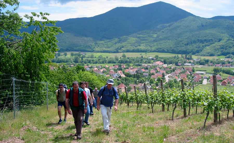 Domaine Schoenheitz - Oentourisme - Alsace