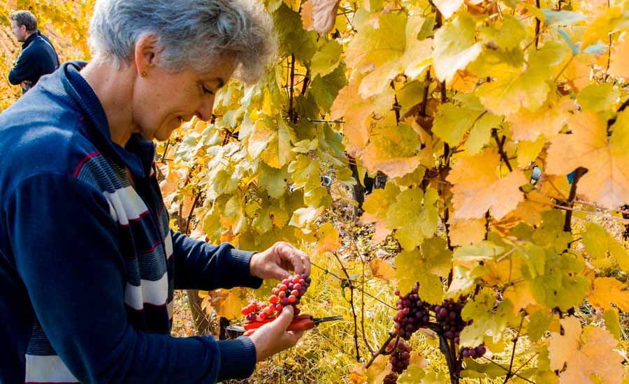 Domaine Schoenheitz - Wine harvest