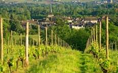 Découverte de l'aoc Savennières