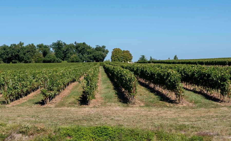 L’Ilot-Vignes - Chambre d'hôtes