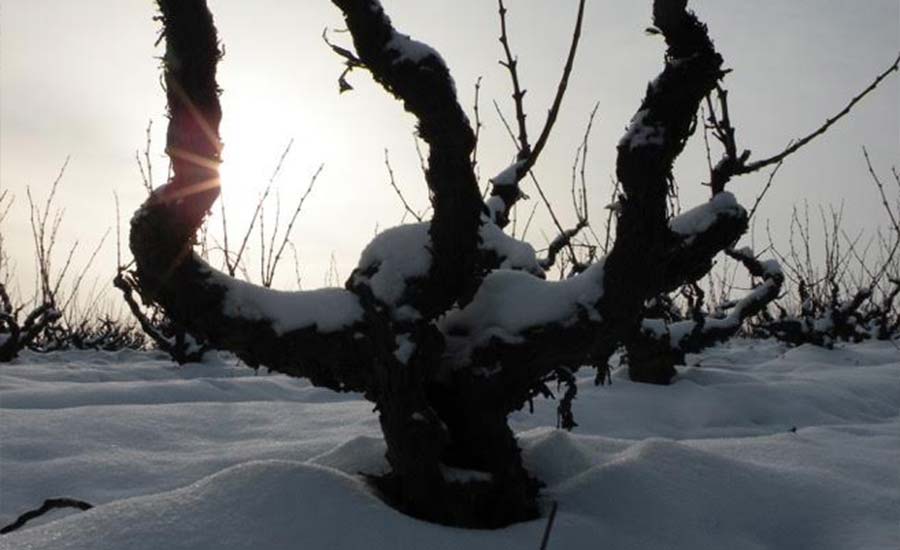 Domaine du Château de la Valette - Beaujolais