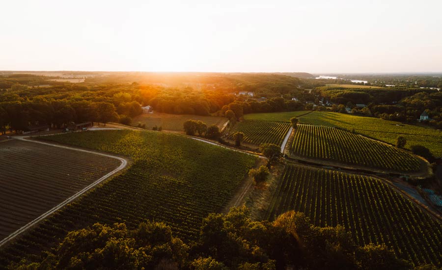 Langlois - Saumur - Vignoble