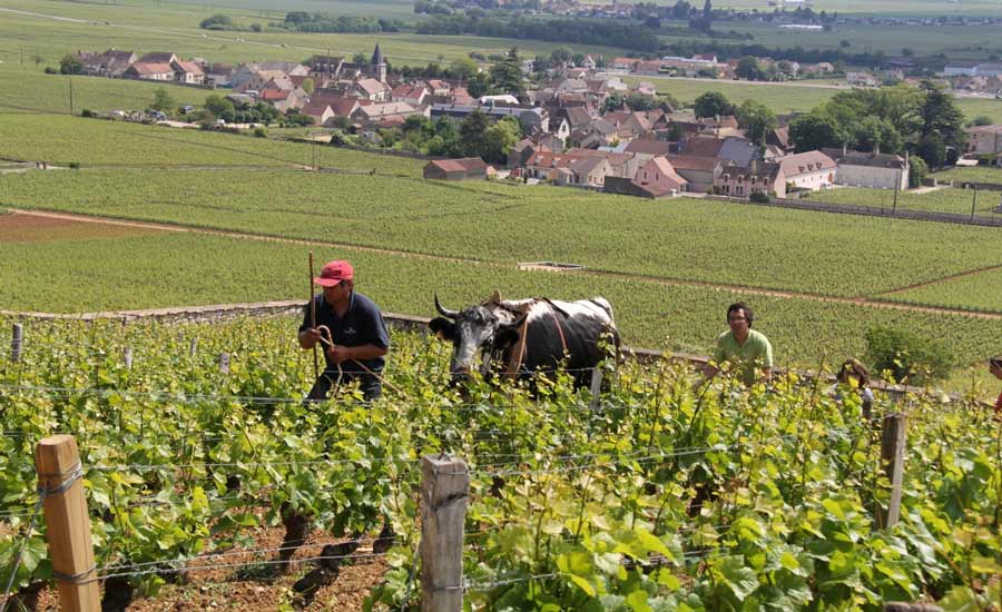 Domaine Manuel Olivier - Bourgogne - Vignoble