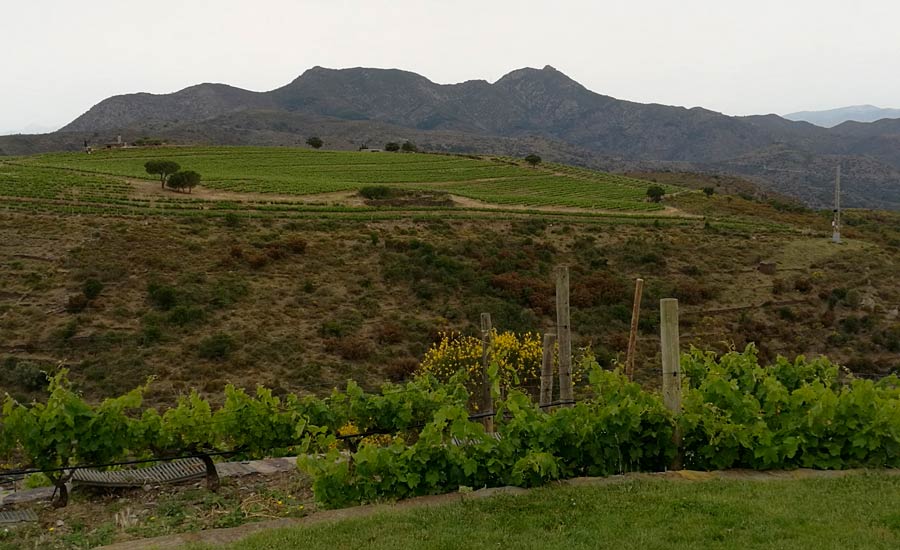 Martin Faixo - Cadaquès - Vignoble