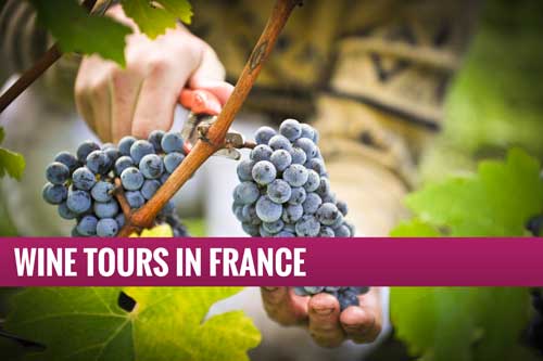 Oenology - Wine Tours