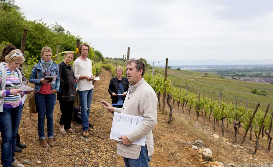 Domaine Blanck Paul et Fils - Visite vignoble