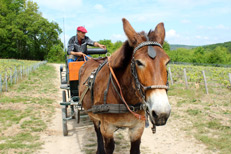 Horse carriage ride in Champagne