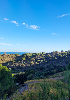 Strolling in the Roussillon vineyard