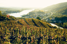 Rhône Valley wine tour - From Lyon