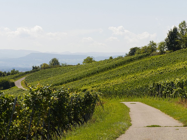 Tourisme route des vins Bourgogne