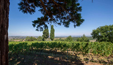 Gaillac wine route