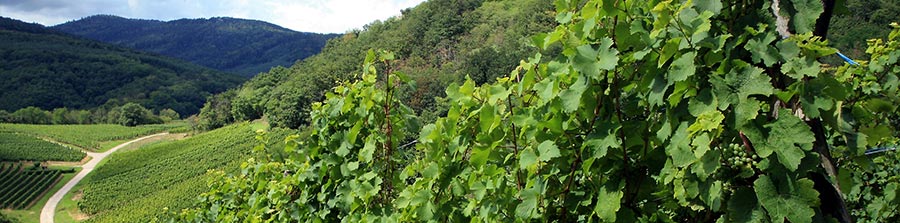 Route des vins du Jura